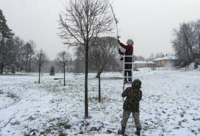 В Монрепо сотрудники парка округлили крону деревьев «Липовой корзинки»