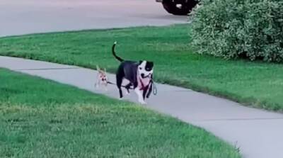 Гулять можно и без человека? Забавный случай с собаками развеселил юзеров (Видео)