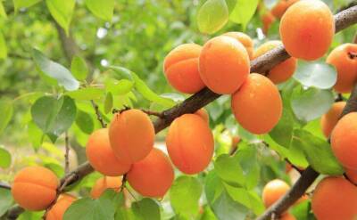 Почему абрикос цветет, но не плодоносит: хитрости, чтобы получить долгожданный урожай