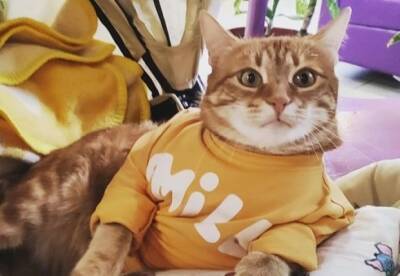 Житомирский кот стал рекордсменом Украины (видео)