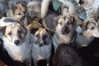 Псковские зоозащитники просят помочь с собачьим кормом