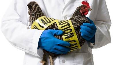 Во Франции обнаружили высокопатогенный вирус птичьего гриппа