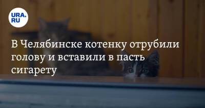 В Челябинске котенку отрубили голову и вставили в пасть сигарету