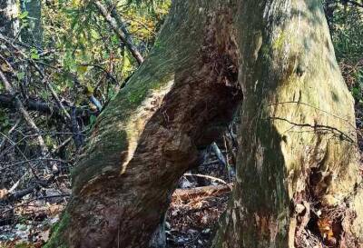 Дерево на ногах: в Беловежской пуще рассказали о необычной сосне
