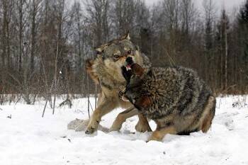 Вологодская область вновь подвергается атакам волков: Тотемский район уже считает потери