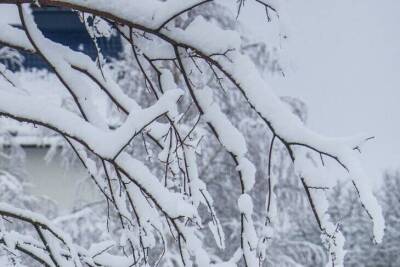 Чем знающие дачники обрабатывают деревья на зиму: средство искоренит всю заразу - skuke.net