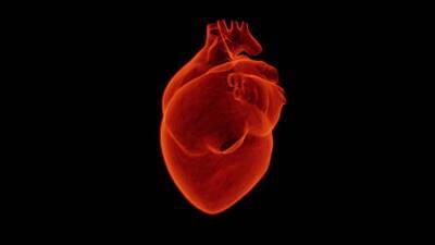 Ученые обнаружили новый тип клеток в сердце и мира