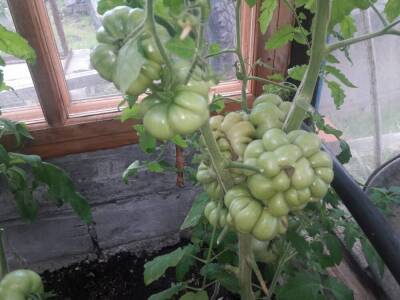 Томат-путешественник и Звездопад в августе: выбираем семена помидоров на рассаду
