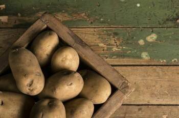Большинству россиян придется отказаться от картофеля, который может баснословно подорожать