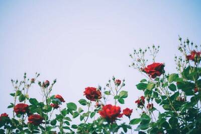 Как уберечь розу от тли: вещи, которые делают опытные дачники