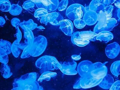 Удивительное открытие: ученые модифицировали медуз и узнали, как работают их «мозги»