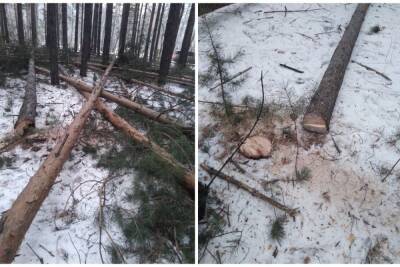 Эксперты объяснили вырубку леса в красноярском Академгородке