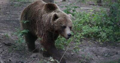 Ему не повезло: спасший охотника от медведя рассказал о произошедшем