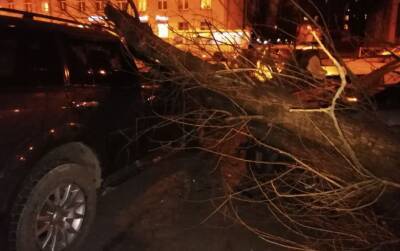 У станции «Ломоносовская» дерево прибило две машины