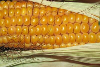 Немецкие ученые сделали пенопласт из кукурузы