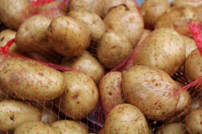 В России ожидается рост цен на картофель
