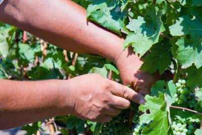 Волгоградский агроном объяснила, как правильно обрезать виноград