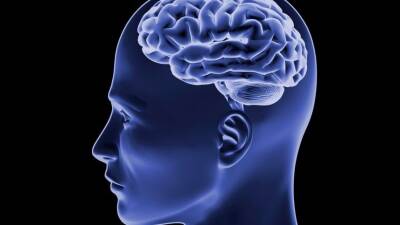 Ученые выяснили, от какой работы «уменьшается мозг»
