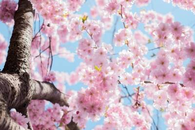 В Японии отменили военные учения из-за опасений повредить деревья сакуры