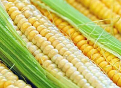 Ученые разработали пенопласт из кукурузных зерен