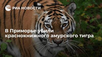 В Красноармейском районе Приморьz убили краснокнижного амурского тигра