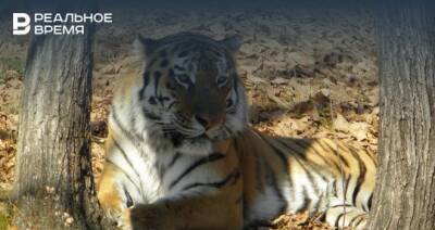 В Приморье убили занесенного в Красную книгу амурского тигра