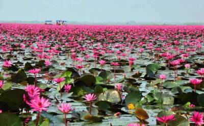 Озеро Красных Лотосов в Таиланде - pravda-tv.ru - Таиланд