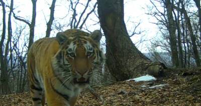 МВД возбудило уголовное дело после убийства амурского тигра в Приморье
