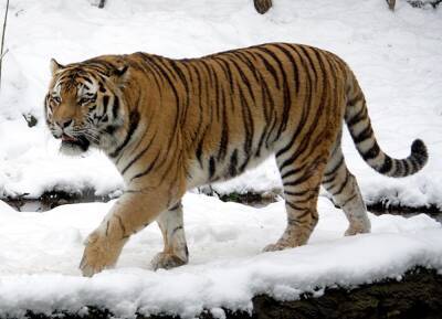 В Приморье неизвестный убил амурского тигра, занесенного в Красную книгу