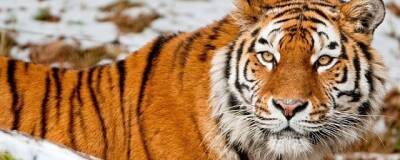 В Приморье возбуждено уголовное дело по факту убийства краснокнижного тигра
