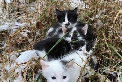 Житель Твери спас котят, которых оставили умирать в траве среди снега
