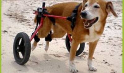 Житель Серпухова бесплатно мастерит коляски для парализованных собак и кошек