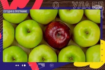 О брянских яблоках рассказали в «Формуле еды»