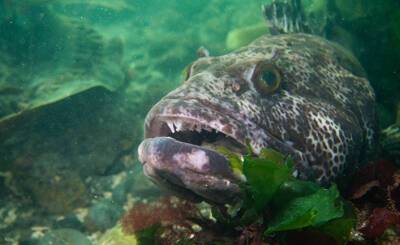 Forskning (Норвегия): эта рыба теряет по 20 зубов каждый день