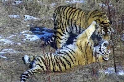В Приморье застрелили краснокнижного амурского тигра - aif.ru - Приморье край - Владивосток - район Красноармейский