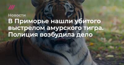 В Приморье нашли убитого выстрелом амурского тигра. Полиция возбудила дело