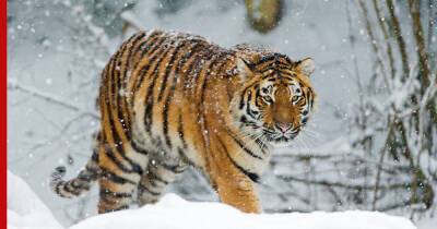 В Приморье обнаружили убитого краснокнижного амурского тигра - profile.ru - Россия - Приморье край - район Красноармейский