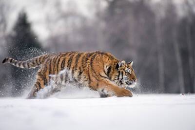 В России убили занесенного в Красную книгу тигра