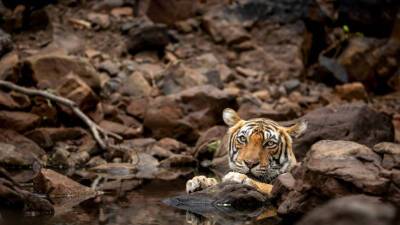 Мертвого амурского тигра обнаружили в Приморском крае