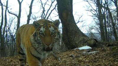 В Приморье застрелили амурского тигра. Тушу животного нашёл высокопоставленный охотник