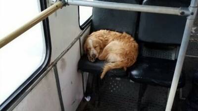В Башкирии обнаружили замерзшего пса, который катался в автобусе
