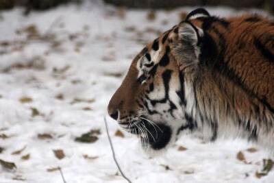 Высокопоставленного чиновника подозревают в убийстве краснокнижного амурского тигра