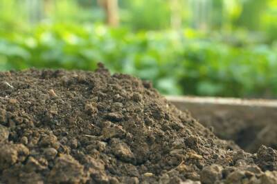 Какая почва на вашем участке – как определить и улучшить состав грунта