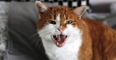 Маленькое исчадье ада. Ученые доказали, что домашним котам свойственна психопатия - focus.ua - Украина
