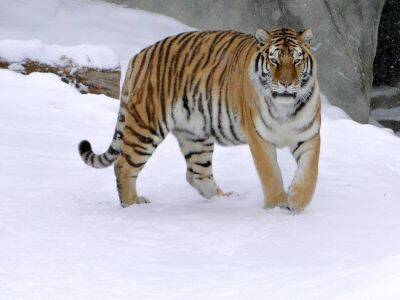 Полиция возбудила дело из-за убитого выстрелом амурского тигра - kasparov.ru - Приморье край - Владивосток - район Красноармейский