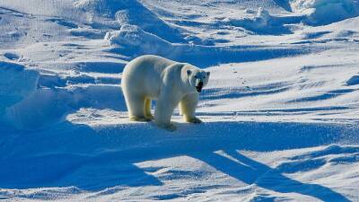 Потепление влияет на меню белых медведей