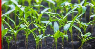 Закаливание семян перед посевом: главные правила и способы