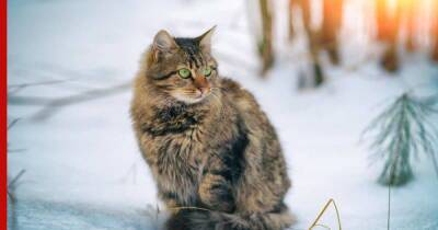 Русские кошки: 7 популярных во всем мире пород, выведенных в России и СССР