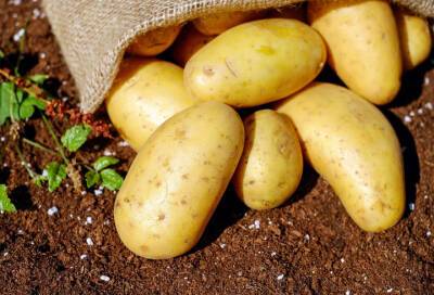 Ученые выводят устойчивый к изменениям климата сорт картофеля