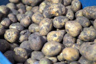 Экономисты объяснили взрывной рост цен на картофель в Кузбассе
